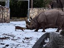 David and Goliath! Moment tiny deer fearlessly challenges a 1.7 tonne rhinoceros to a fight and chases it