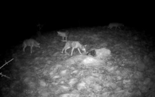 Zastrašujući prizor na jugu Srbije: Kamera snimila predatore, oči im zasijale u mraku VIDEO