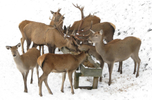 Bezirksjägermeister: „Das Wichtigste für Wildtiere im Winter ist Ruhe“