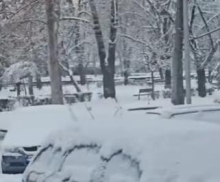 NESVAKIDAŠNJI PRIZOR U CENTRU KRALJEVA: Građani ostali u neverici kada su usred grada uočili ovu ŽIVOTINJU, odmah izvadili telefone da je snime (VIDEO)