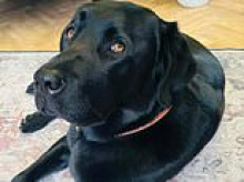 Couple cancel spring wedding as they face £20k vet bill to cover life-saving cancer treatment for beloved Labrador