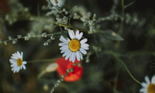 Alarmantni podaci: Umjesto desetak, u siječnju zabilježeno čak 310 biljnih vrsta u cvatu