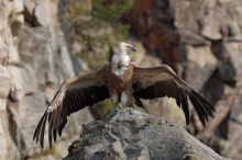 Retko viđena scena zimi: Beloglavi supovi snimljeni u Pribojskoj banji, snimak koji je oduševio mreže (VIDEO)