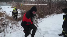 VIDEO Dramatična akcija: Iz ledenog Dunava spasili su psa