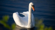 Tiere: Getöteter Schwan am Werdersee gefunden