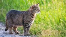Besonderheit im Körperbau: Warum Katzen einen kleinen Schwabbelbauch haben