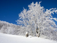 Pravo zimsko turo z gazenjem najdete na Javorniku nad Črnim vrhom #video