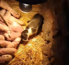 Čudo u domaćinstvu na jugu Srbije: Krmača oprasila 17 prasića, a pored njih mačka FOTO