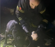 SRCE IM JE KAO KUĆA! Vatrogasci iz Velike Plane nisu oklevali ni sekunde! Odmah sišli u bunar da spasu ove dve duše (FOTO)