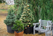 ZELENILO BEOGRAD: Poziv Beograđanima da novogodišnje jelke sa busenom donesu u rasadnike tog preduzeća