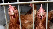 Tierseuchen: Vogelgrippe-Verdacht: Bauernverband mahnt zur Vorsicht