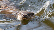 Tiere: Otter in Rheinland-Pfalz - Spürhunde finden neue Nachweise