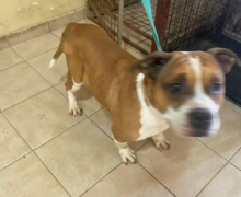 NAŠLI SU GA KAO DA SPAVA... ODBAČENI PAS U KRALJEVU UMRO OD TUGE ZA VLASNIKOM: Nabavio novog, mlađeg, a njega bacio kao staru krpu, jadničak tugovao danima FOTO