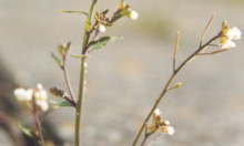 Biljke koje zajedno rastu međusobno se upozoravaju na stresne i opasne situacije
