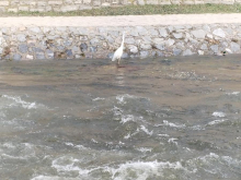 PRIZOR KOJI JE ODUŠEVIO UŽIČANE Bela čaplja se nastanila u Đetinji – simbol čistije reke i života (FOTO, VIDEO)