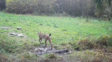 Projekt Wiederansiedlung: NRW soll Brücke für den Luchs sein - es ist 