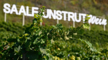 Weinanbau: Weinbau Saale-Unstrut: Sorgen trotz voller Keller