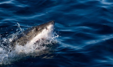 Znanstvenik upozorava: 'Istraživanja s društvenih mreža daju lažnu sliku o ugroženim morskim psima'