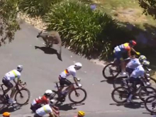 Avstralec kljub trčenju s kengurujem do skupne zmage, Gal Glivar 21. #video