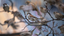 Mitmachaktion: Winterzählung: Weniger Vögel in Sachsens Gärten