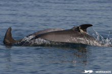 Lebensgefahr durch Fischernetze in Adria: Kann man Delfine retten?