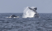 Kitovi se prilagođavaju klimatskim promjenama tako da uče dijeliti hranu