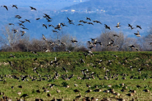Tausende Vögel flohen vor sibirischer Kälte an die Adria