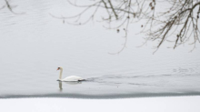 Alarm na sjeveru Hrvatske: Pomor labudova na jezerima, sazvan Stožer civilne zaštite