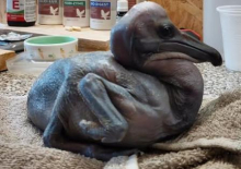 OVAJ MALIŠA PRVA JE BEBA U 2026. U BEO ZOO-VRTU! I to posle tri decenije! Porašće u pravog gorostasa, a znate li koja je ovo vrsta ptice? (FOTO)