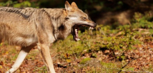 Wölfe in Deutschland: »Die Jagd hilft, den Wolf zu schützen«, sagt ein Naturschutzbiologe