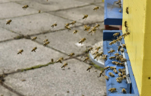 Se bodo zaradi sporazuma EU-Mercosur na široko odprla vrata za ponarejen med?