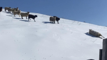 Mächtige Rutschpartie: Schafe schlittern Eishang hinab – Farmer filmt kuriosen Herden-Abgang
