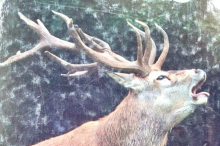 Falschen Hirsch erschossen: Kärntner Jäger wurde verklagt