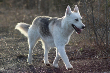 Jäger schoss Hund ab: Land Steiermark plant keine Änderung am Jagdgesetz