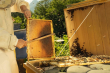 Srbiju preplavio lažni med! Falsifikati uništavaju domaće pčelare, šokantno upozorenje struke