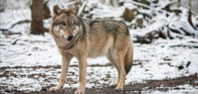 Schwarzwald: Wolf im Nord-Schwarzwald darf geschossen werden