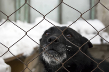 Hündin muss im Freien ausharren: Behörde sind Hände gebunden