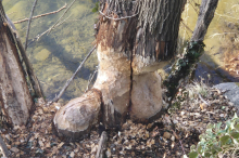 Spuren im Bezirk: Familie Biber ist nach Leoben gekommen, um zu bleiben