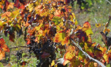 Zlatna žutica ozbiljno ugrožava vinogradarstvo: Moramo djelovati odmah