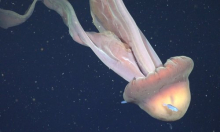 VIDEO Divovska meduza veličine autobusa snimljena u Atlantiku