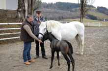 Fohlenzeit: Der Lipizzaner-Nachwuchs bringt Leben ins Gestüt Piber