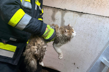 Steckte fest: Katze musste von der Feuerwehr aus Schacht befreit werden