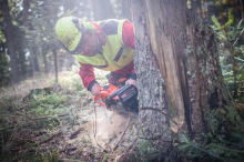 CO₂-Ausstoß des heimischen Waldes befeuert Zwist ums Heizen mit Holz