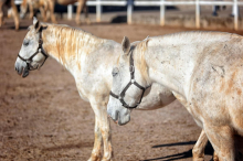 Ponoči je iz Kobilarne Lipica neznanec izpustil konje. Ti so že nazaj na varnem.