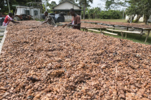 Lager übervoll: Wie der Kakao-Preisverfall Bauern in Existenznot stürzt 