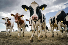 Anzeige wegen Tierquälerei: Jetzt prüft die Staatsanwaltschaft