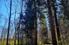 Heftige Kritik an Forschern: „Unsere Wälder sind keine Klimasünder“