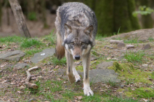 Zoo Ljubljana: Wölfin grub sich aus Gehege und traf aus Besuchergruppe