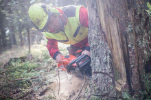 Von Baum getroffen: Forstarbeiter in Kärnten getötet