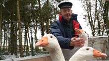 Ärger um Tierhaltung: Streit um schnatternde Gänse – 81-Jähriger gibt Tiere ab